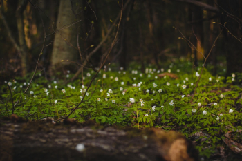 White and Green Leaf Plant