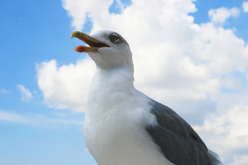 White and Grey Bird White and Grey Bird