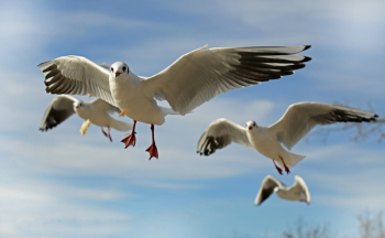 White and Grey Flying Bird White and Grey Flying Bird