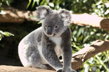 White And Grey Koala White And Grey Koala