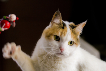 White and Orange Tabby Cat White and Orange Tabby Cat
