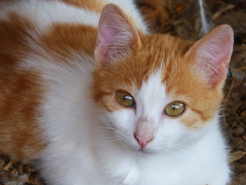 White and Orange Tabby Cat White and Orange Tabby Cat