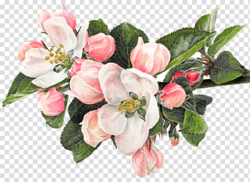 White and pink apple blossom illustration, Flower Watercolor painting Apple Drawing, fuchsia frame transparent background PNG clipart