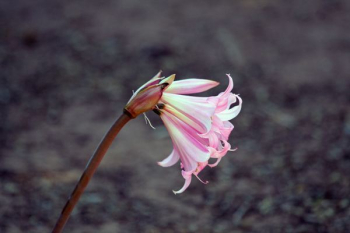 white and pink flower white and pink flower