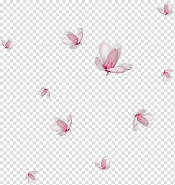 White-and-pink flowers, Flower Watercolor painting Drawing , Falling magnolia transparent background PNG clipart