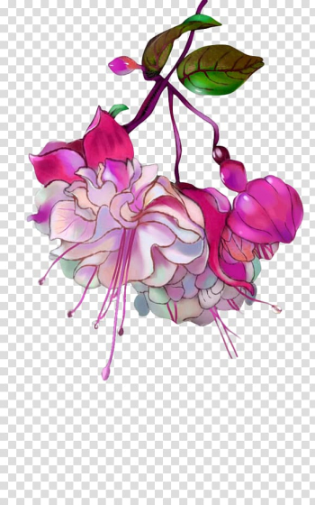 White-and-pink fuchsia flowers illustration, Flower Red Computer file, Peony transparent background PNG clipart