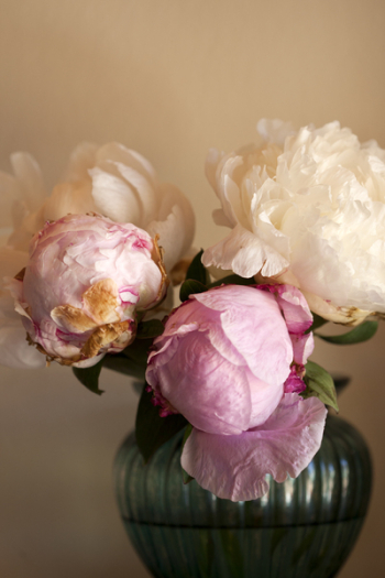 White And Pink Peony Flower White And Pink Peony Flower
