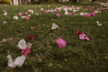 White and Purple Bougainvillea Flowers on Grass White and Purple Bougainvillea Flowers on Grass