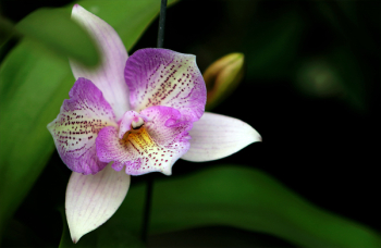White and Purple Flower White and Purple Flower