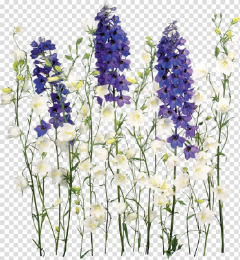 White and purple flowers, Flower , wisteria transparent background PNG clipart White and purple flowers, Flower , wisteria transparent background PNG clipart