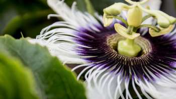 White and Purple Passion Flower White and Purple Passion Flower