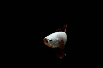 white and red betta fish white and red betta fish