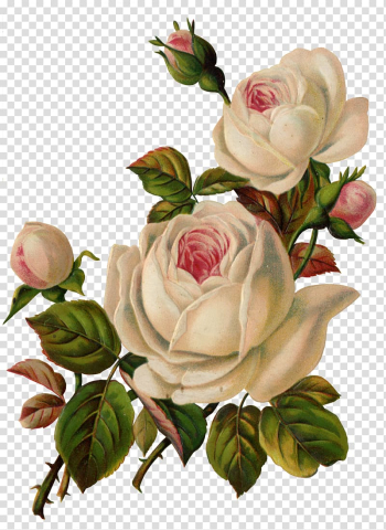 White-and-red petaled flowers illustration, Flower Garden roses Vintage clothing , White Rose transparent background PNG clipart