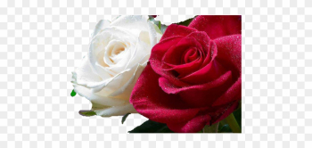 White And Red Roses Together - Roses Meme White And Red Roses Together - Roses Meme
