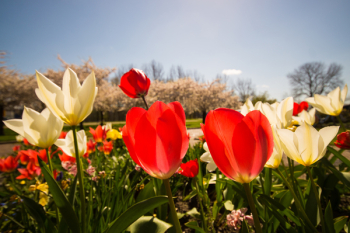 White and Red Tulips White and Red Tulips