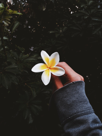 White And Yellow 5 Petaled Flower White And Yellow 5 Petaled Flower
