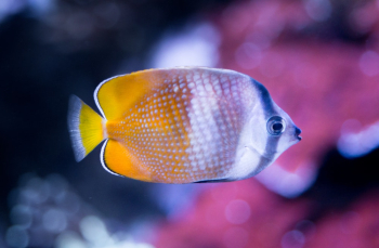White and Yellow Fish Close-up Photography White and Yellow Fish Close-up Photography