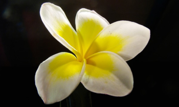 White and Yellow Flower White and Yellow Flower