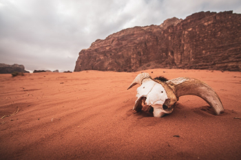 White Animal Skull on Sand White Animal Skull on Sand