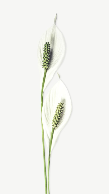 White Anthurium collage element psd | Free PSD - rawpixel White Anthurium collage element psd | Free PSD - rawpixel