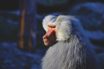 White Baboon White Baboon