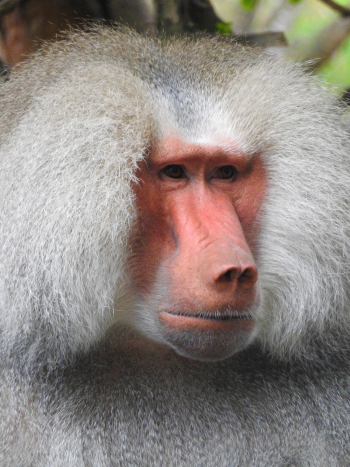 White Baboon White Baboon