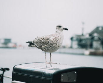 White Bird White Bird