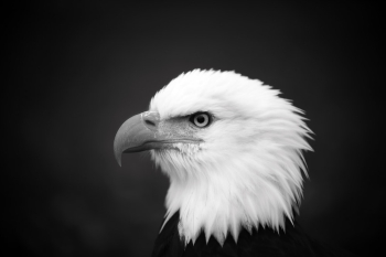 White Bird White Bird