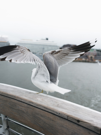 White Bird White Bird