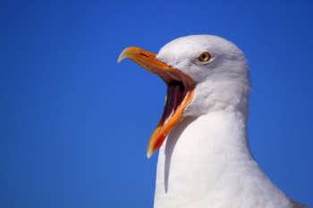 White Bird White Bird