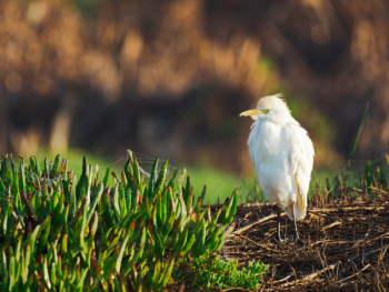 White Bird White Bird