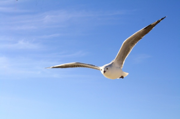 White Bird White Bird