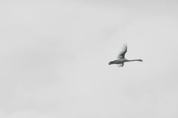 White Bird White Bird