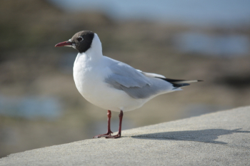 White Bird White Bird