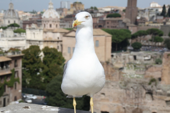 White Bird White Bird