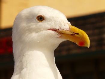 White Bird White Bird