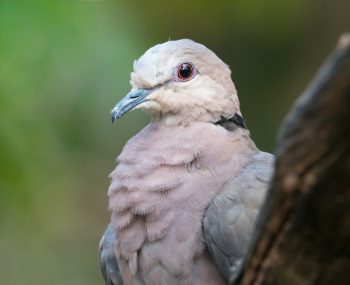 White Bird White Bird