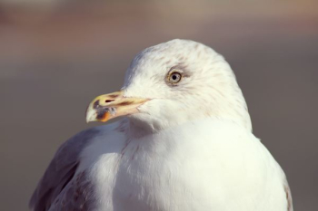white bird white bird