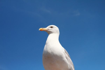 white bird white bird
