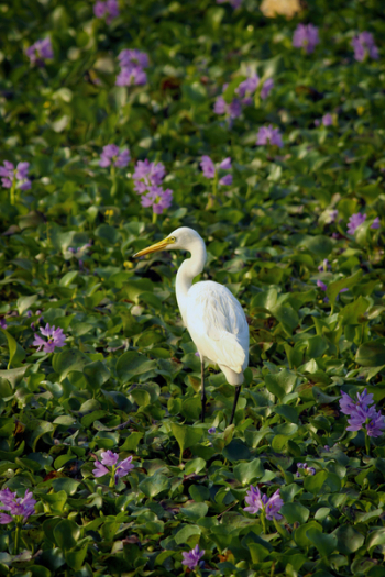 White Bird Decor on Green Grass Field White Bird Decor on Green Grass Field