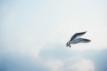 White Bird Flying White Bird Flying