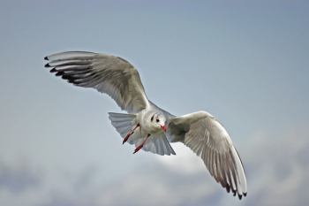 White Bird Flying White Bird Flying