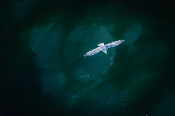 white bird flying white bird flying