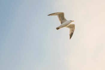 White Bird Flying White Bird Flying