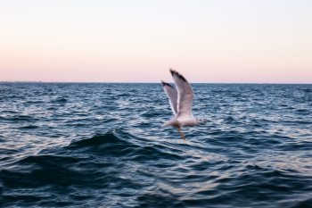 White Bird Flying Above Sea White Bird Flying Above Sea