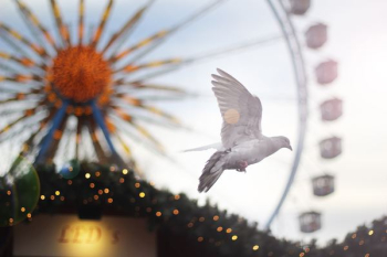 white bird flying during daytime white bird flying during daytime