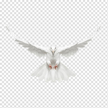 White bird illustration, Columbidae Bird, White dove fly front transparent background PNG clipart