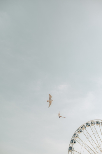 White Birds White Birds