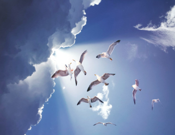 White Birds Flying White Birds Flying