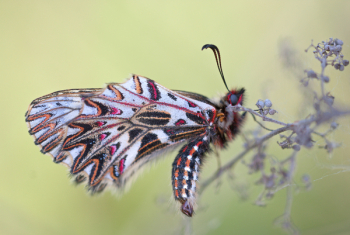 White Black and Pink Butterfly White Black and Pink Butterfly